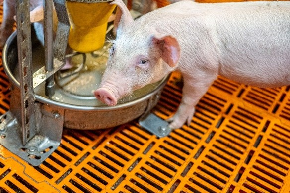 Retos y oportunidades para el sector porcino de capa blanca en 2025