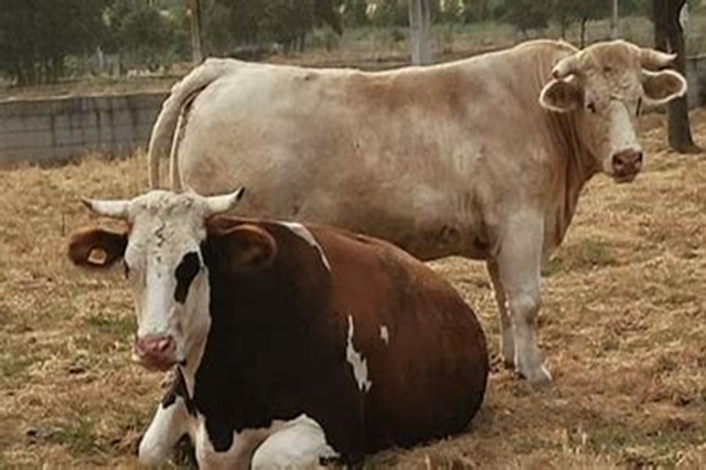 El valor de la producción de carne de vacuno creció un 15 % en 2024