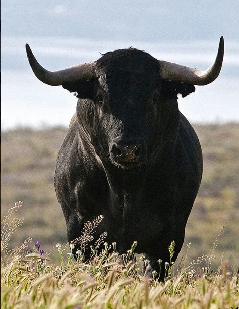 Evolución de la bravura del toro desde la perspectiva de un aficionado (I)