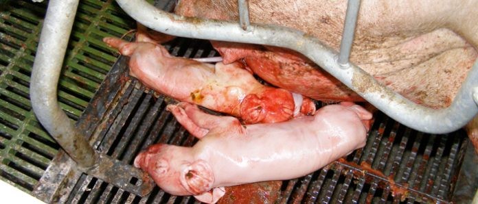 Importancia del ombligo en el lechón neonato (I)