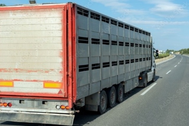 ANICE y la solicitud de una normativa equilibrada en el transporte animal