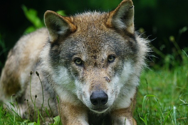 El Comité Económico y Social de la Unión Europea (CESE) y el lobo