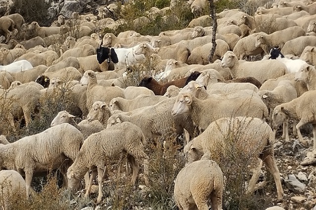 China reabre de nuevo su mercado a la lana y a las pieles españolas