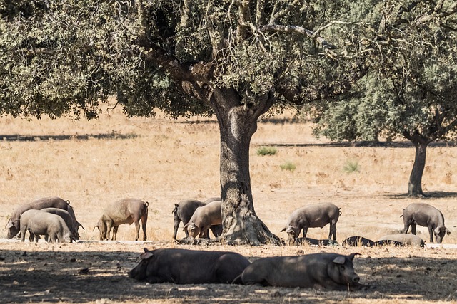 Guijuelo inicia las hostilidades en el “mundo” del jamón Ibérico