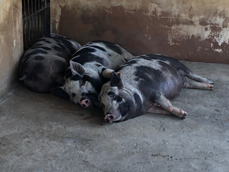 Piau y El Porco Do Cerrado: una heterosis perfecta