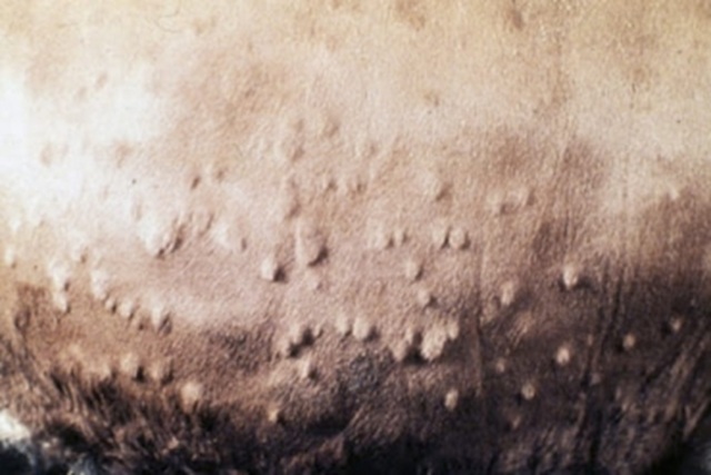 Segundo caso de Dermatitis Nodular Contagiosa (DNC) en Gerona