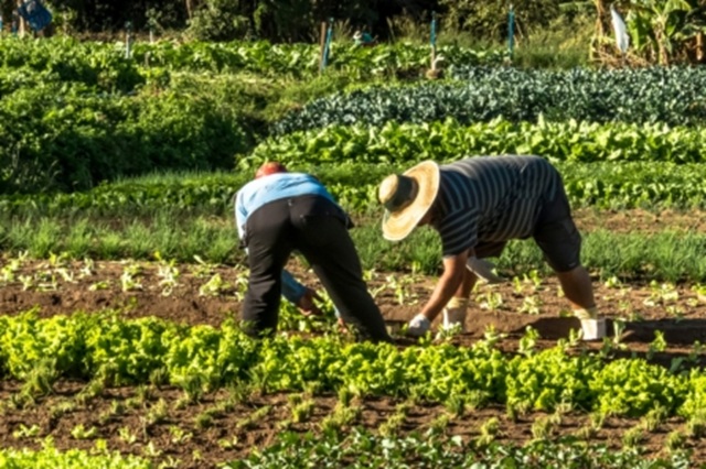 El valor de la Producción Agraria en la U.E. – 27 disminuyó en el año 2024