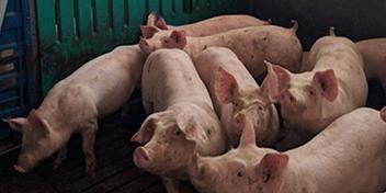 Sostenibilidad en la producción del ganado porcino