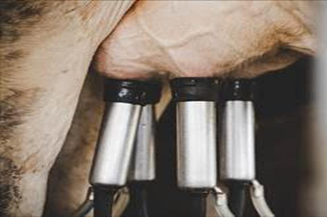 El cierre de granjas de vacuno de leche tensiona el abastecimiento