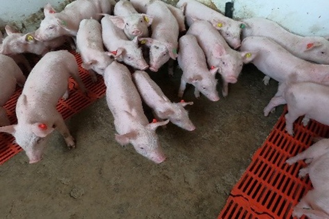 Argentina: el sector porcino no logra sus objetivos