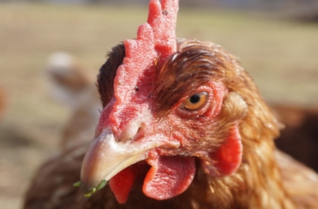 Noticias sobre la Influenza Aviare en Europa a noviembre de 2025