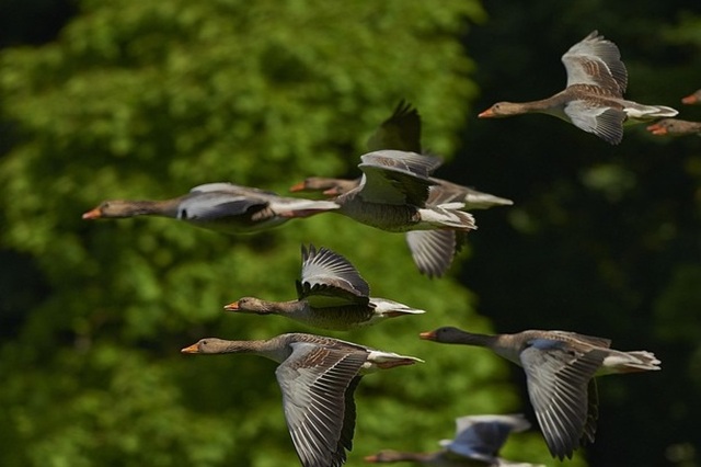 La vacuna contra la influenza aviar,  sobrepasada ante la situación