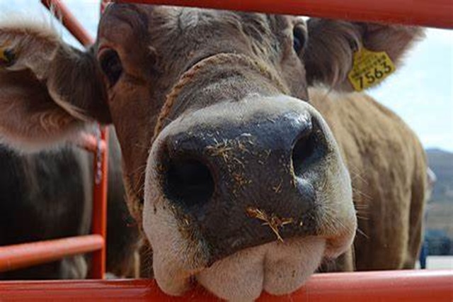 El virus de la lengua azul sigue circulando libremente por la Península