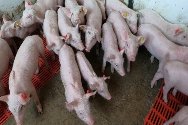 COAG celebra la sentencia del Supremo y pide derogar el RD 809/2025