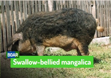 Mangalica y otras razas nativas