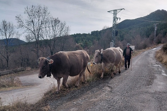 El GCobierno y la conservación de las Razas Autóctonas