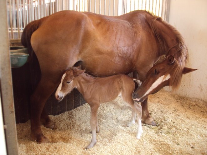 Síndrome de Mal ajuste Neonatal (SMN) en potros (I)